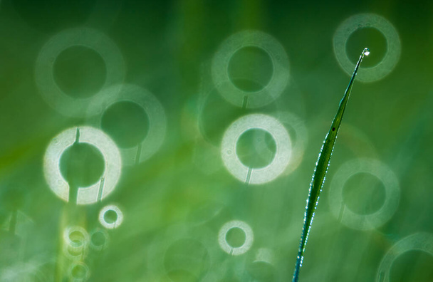 fresh grass with dew drops on background - Photo, Image