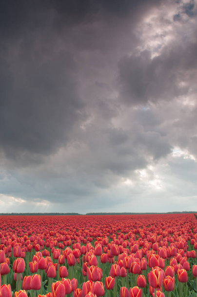 piros tulipán virágok a háttérben - Fotó, kép