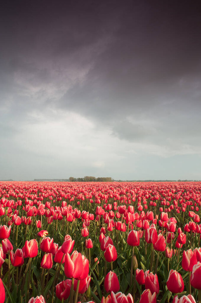 červené tulipány květiny na pozadí - Fotografie, Obrázek