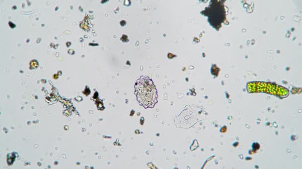 The cyst of the protozoa with alive animal moving inside it under the microscope - Footage, Video
