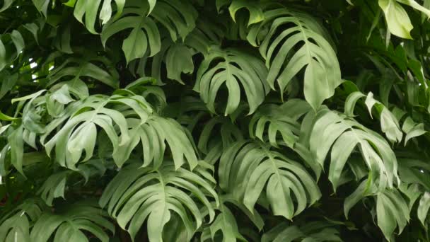 Juicy exotic tropical monstera leaves texture backdrop, copyspace. Lush foliage, greenery in paradise garden. Abstract natural dark green jungle vegetation background pattern, wild summer rain forest. - Footage, Video