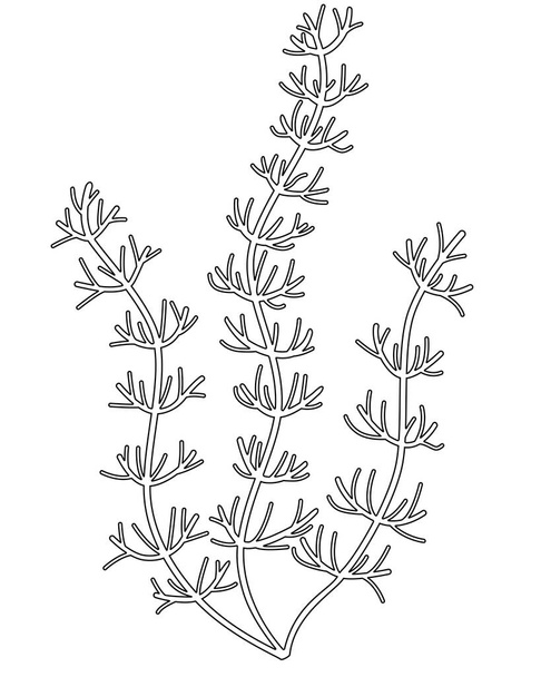 River and aquarium water plant - hornwort or Ceratophllum. Bush of freshwater plant, algae - vector linear picture for coloring. Outline. Hand drawing. - Вектор, зображення
