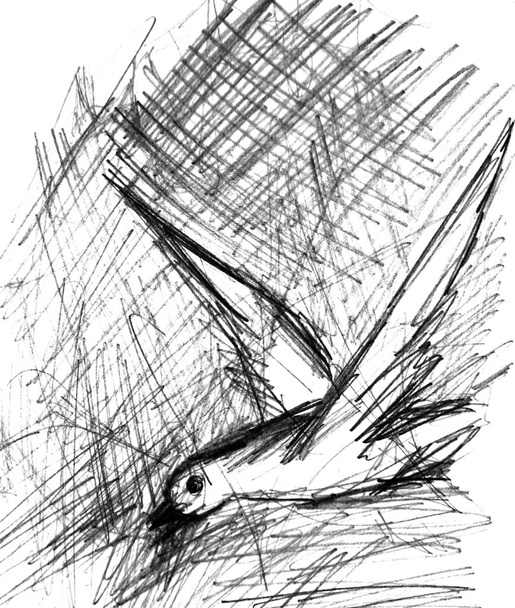 dessin graphique noir et blanc d'un oiseau blanc volant sur fond blanc
 - Photo, image