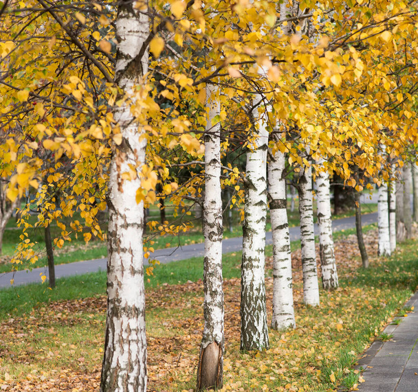 Őszi sárga nyírfa levelek, háttér - Fotó, kép