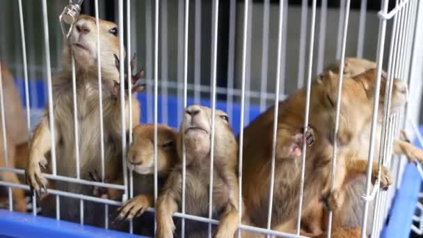Unhappy cute prairie dog cub suffering, cage on market. Pets for sale. Depressed groundhog asking for food. Funny paws looking for help. Animals standing behind bars. Caged hog family with sad eyes. - Footage, Video