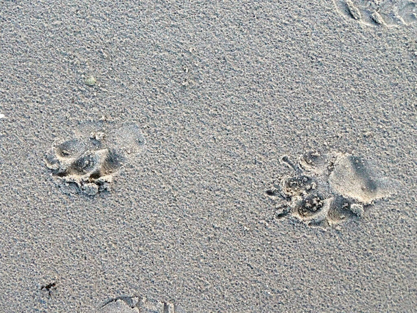 empreintes de chien sur le rivage sablonneux après la pluie
 - Photo, image