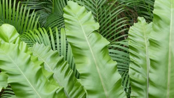 Розщеплення води в тропічних лісах. Джунглі тропічний екзотичний фон з струмком і диким соковитим зеленим листям у лісі. Дощова лісова або садова зелень. Свіжі яскраві райські рослини листя з боке
 - Кадри, відео