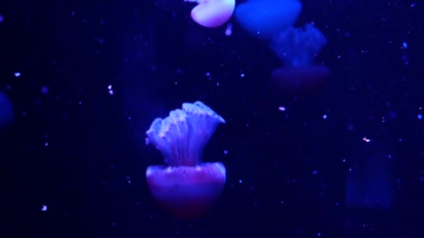 Kiiltävä eloisa fluoresoiva meduusa hehkuu veden alla, tumma neon dynaaminen sykkivä ultravioletti hämärtynyt tausta. Fantasia hypnoottinen mystinen pcychedelic tanssi. Elävä fosforoiva kosminen medusa tanssi - Materiaali, video