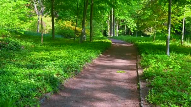 piękny stary park świeci w słońcu, drzewa i krzewy świecą w całej swojej zielonej świetności i jest zaśmiecony szlaków turystycznych dla pieszych w parku - Materiał filmowy, wideo
