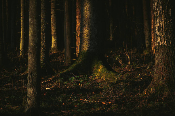 Dark moody forest with closeup trees - Photo, Image