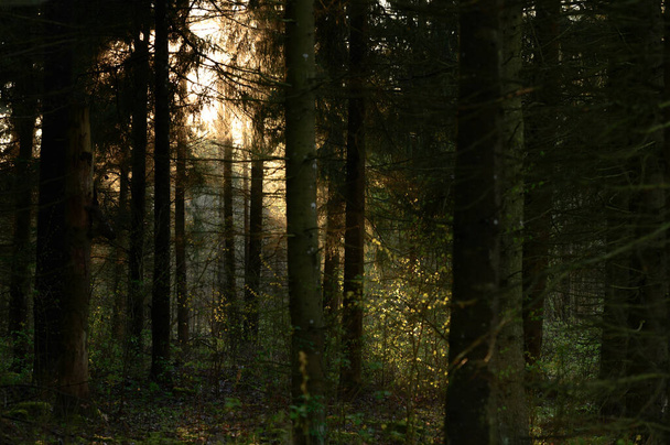 Sun rays breaking true thick baltic forest during morning in spring. - 写真・画像
