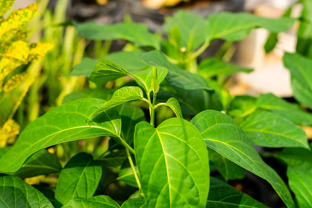 Gurmar φαρμακευτικό φυτό για το διαβήτη στον κήπο - Φωτογραφία, εικόνα