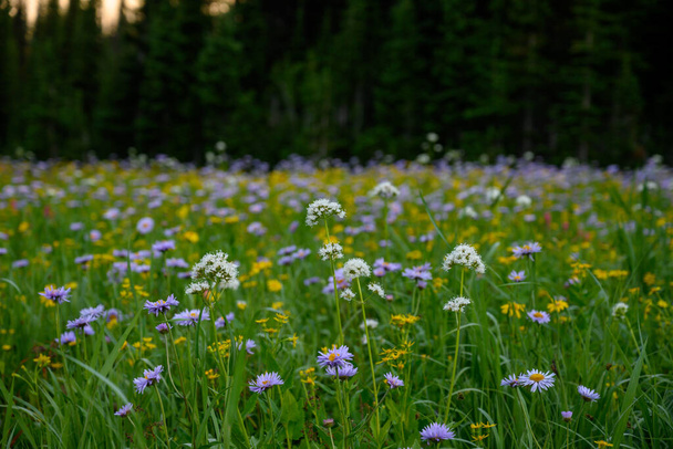 Blick über das Wildblumenfeld in den Bergen von Montana - Foto, Bild