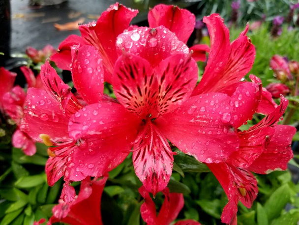Élénk piros perui liliom virágok esőcseppekkel - Fotó, kép