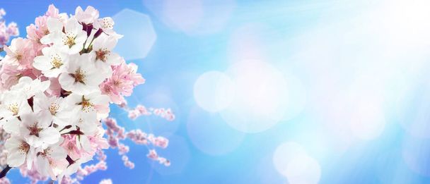White blossom and green leaves on blue sky background. - Photo, Image