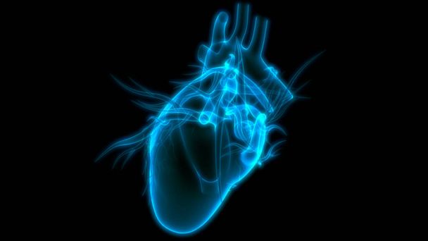 Organo interno umano del cuore con sistema circolatorio Anatomia Rendering 3D a raggi X
 - Foto, immagini