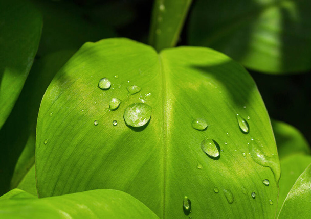 Dew drop on green leaf with morning sun light - Foto, Imagen