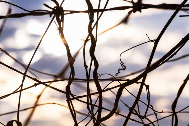 Planta de arrastre seca en alambre de púas con fondo de cielo borroso
 - Foto, Imagen