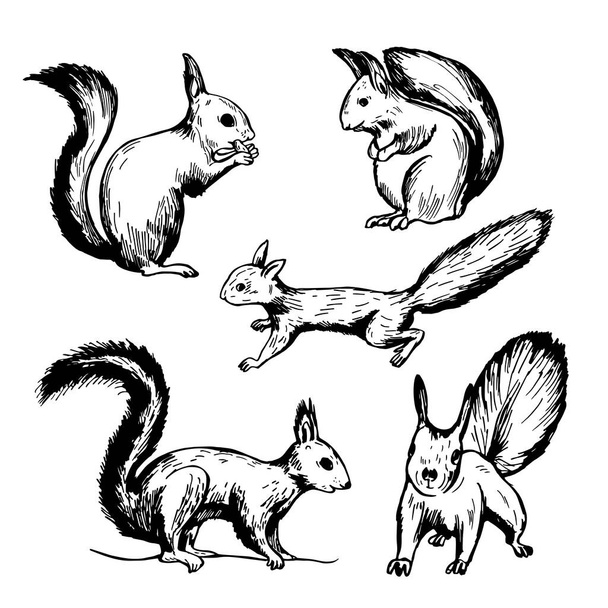 Handgetekende eekhoorn op witte achtergrond. Vector schets illustratie. - Vector, afbeelding