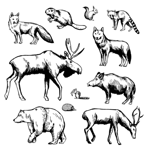 Animales forestales dibujados a mano sobre fondo blanco. Dibujo vectorial ilustración
. - Vector, Imagen