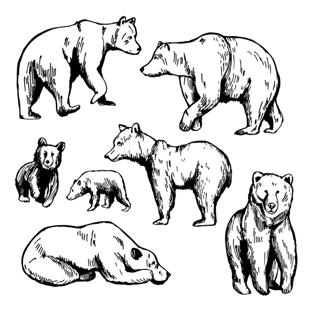 Handgezeichneter Bär auf weißem Hintergrund. Vektorskizze als Illustration. - Vektor, Bild