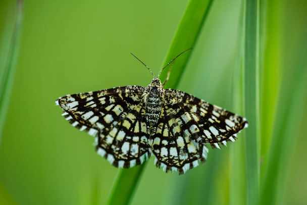 Latticed heath, Chiasmia clahrata moth istua ruoho varsi - Valokuva, kuva