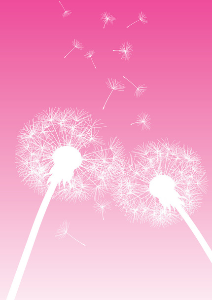 Vector dandelions on pink background - Vector, Image