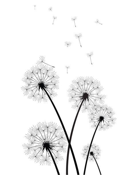 zwart-wit paardebloemen vector - Vector, afbeelding