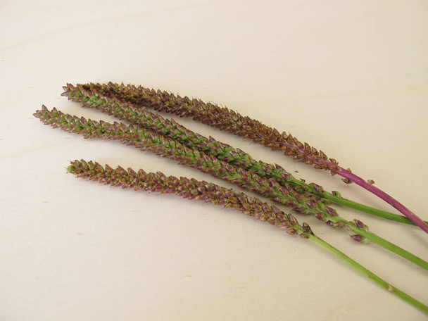 Greater plantain edible seeds in an inflorescence, Plantago major - Photo, Image