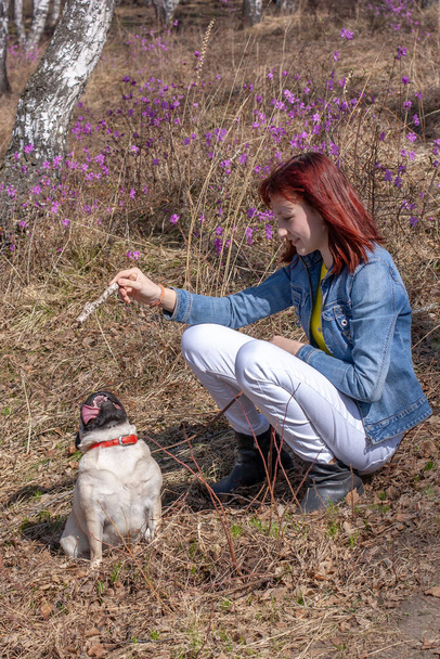 A girl is training a pug who is sitting on the ass and looking up at a stick in the girl's hand. Red leather collar and brown leash. Blurred background with pink Ledum flowers. Copy space. Vertical. - Fotó, kép