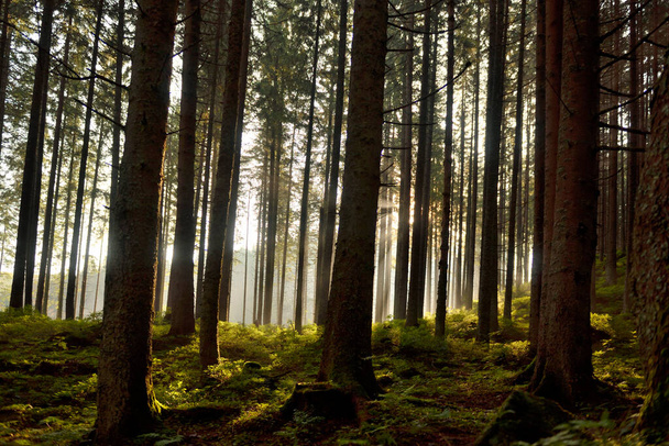 Naplemente a mély erdőben Tátra nemzeti park - Fotó, kép