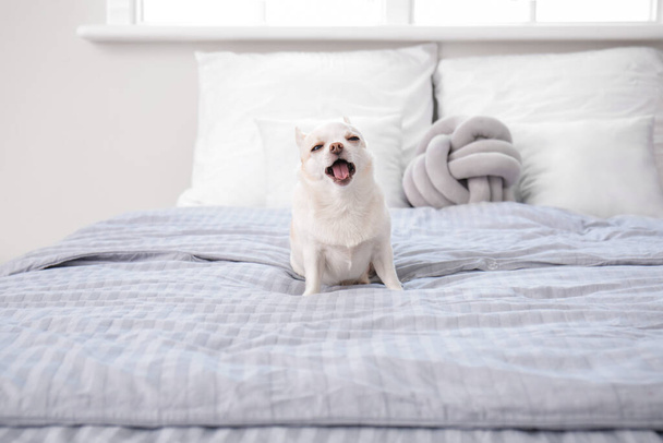 Leuke kleine hond op bed thuis - Foto, afbeelding
