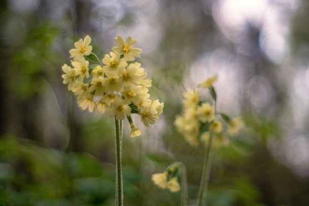 Primula (una de las primeras flores de primavera
) - Foto, imagen