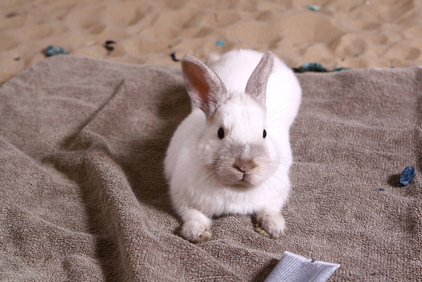 lindo conejo blanco esponjoso
 - Foto, imagen