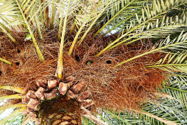 Bela natureza fundo de palma
 - Foto, Imagem