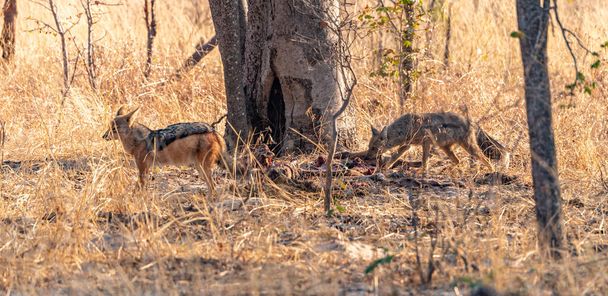 Two Jackals (Canis mesomelas) spotted in the Hwange National Park, Zimbabwe - Foto, afbeelding