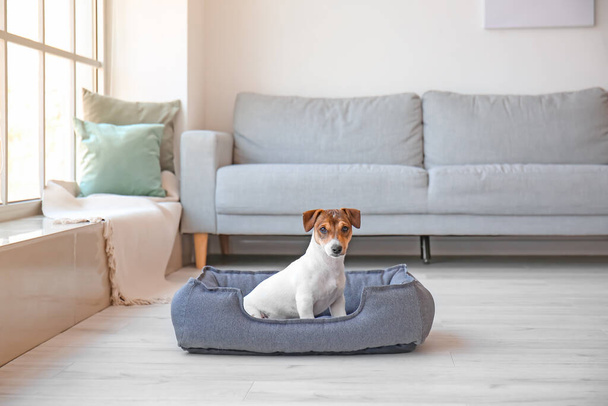 Cute dog in pet bed at home - Foto, afbeelding