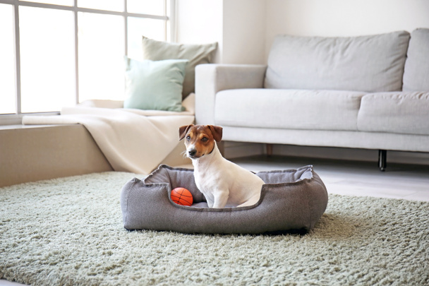Lindo perro en cama de mascotas en casa - Foto, Imagen