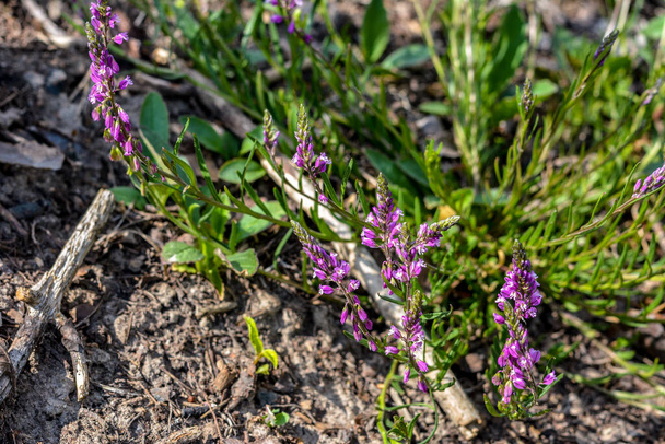 violetti luonnonvarainen kukka kenttä Bell kukka taustalla vihreä ruoho kesällä aurinkoinen päivä. Kukka Polygala Comosa. - Valokuva, kuva