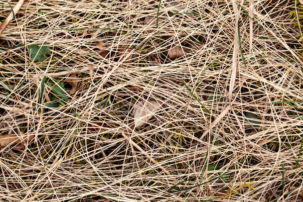 Detailní záběr staré suché trávy slámy pozadí textury. Makro strukturovaného eko přirozeného prostředí. Ekologické organické podzimní listy seno tapety. Pohled shora. - Fotografie, Obrázek