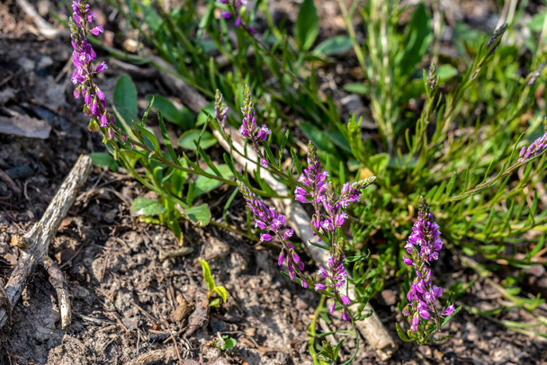 fialové divoké květinové pole zvonek na pozadí zelené trávy v létě slunečný den. Květinová polygala Comosa. - Fotografie, Obrázek