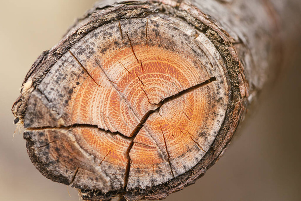 Természetes fa textúra háttér. A közeli makró levágta az öreg faágat. Fa természet háttér vagy tapéta. Szokatlan minta felület repedések, lyukak, körök. - Fotó, kép