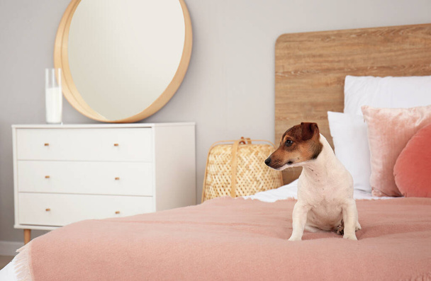 Cute dog on bed in room - Foto, afbeelding