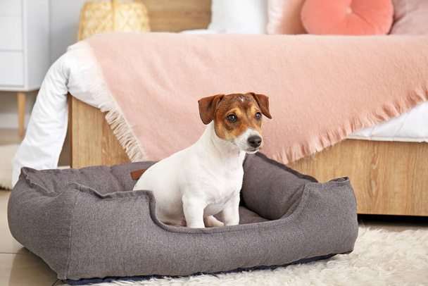 Lindo perro en cama de mascotas en casa - Foto, Imagen