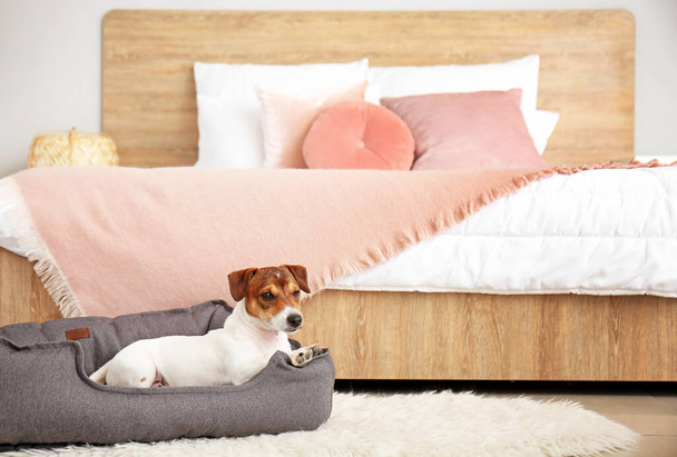 Cão bonito na cama de estimação em casa - Foto, Imagem