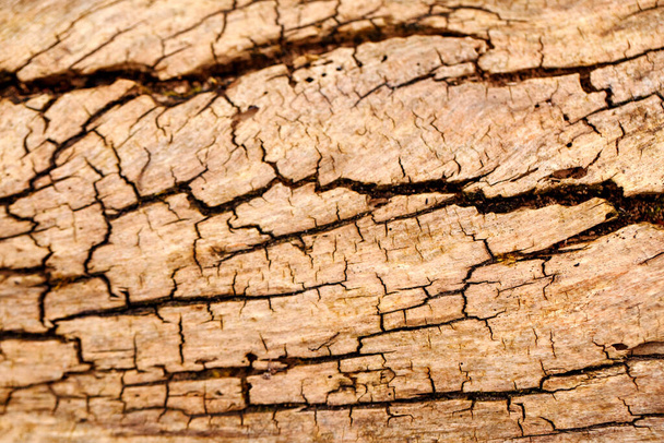 Natural wooden texture background. Closeup macro of old aged tree bark. Abstract oak tree nature backdrop or wallpaper. Unusual pattern surface with cracks, holes, curvy shape lines. - Photo, Image