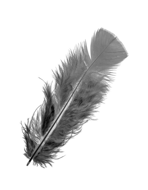 Pluma de un pájaro sobre un fondo blanco, plumas de color brillante
. - Foto, Imagen