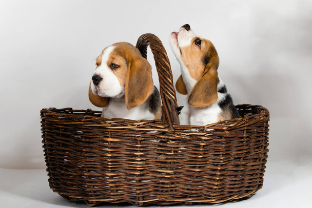 Deux chiots de race pure d'un chien Beagle s'ébattent et jouent sur un fond blanc en studio. - Photo, image