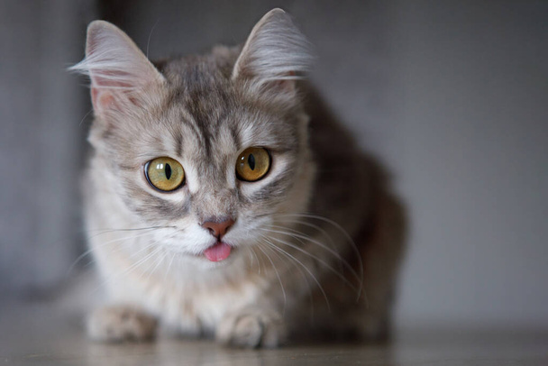床には黄色い目をした可愛いペットの灰色のふわふわの猫が座っていて、舌を出してカメラを見ています。選択的フォーカス。ぼかしの背景. - 写真・画像