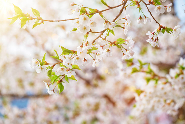 Virágzó sakura cseresznyevirág - Fotó, kép